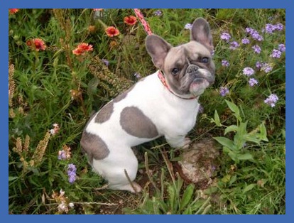 lilac pied french bulldog for sale
