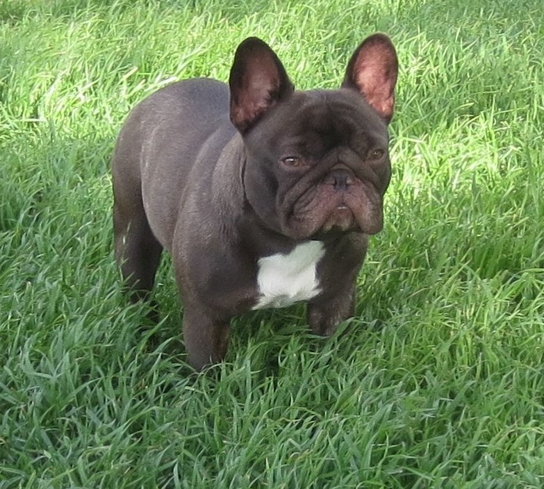 Female French Bulldogs at Silver Hammer Frenchies – Blue Fawn Pied